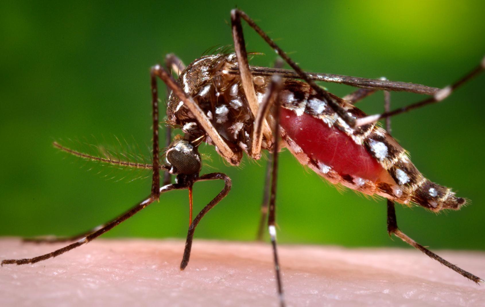 Chikungunya on sale in english